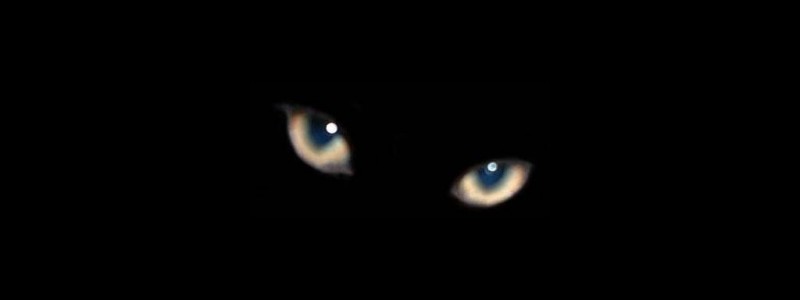 zwarte kat2